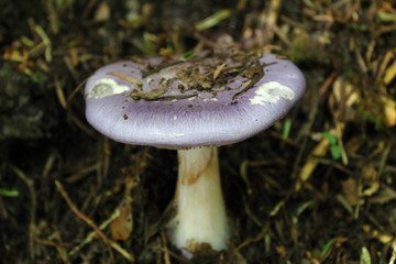 A close view of a violet cap and white stalk Cortinarius Iodes mushroom on the ground of a forest