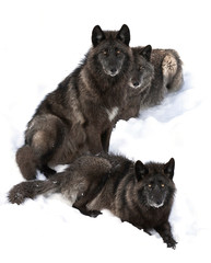 Three Black wolves (Canis lupus) portrait  isolated on white background sitting in the winter snow in Canada