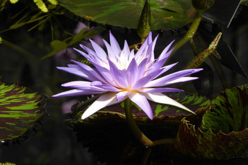 water lily