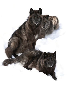 Fototapeta Three Black wolves (Canis lupus) portrait  isolated on white background sitting in the winter snow in Canada