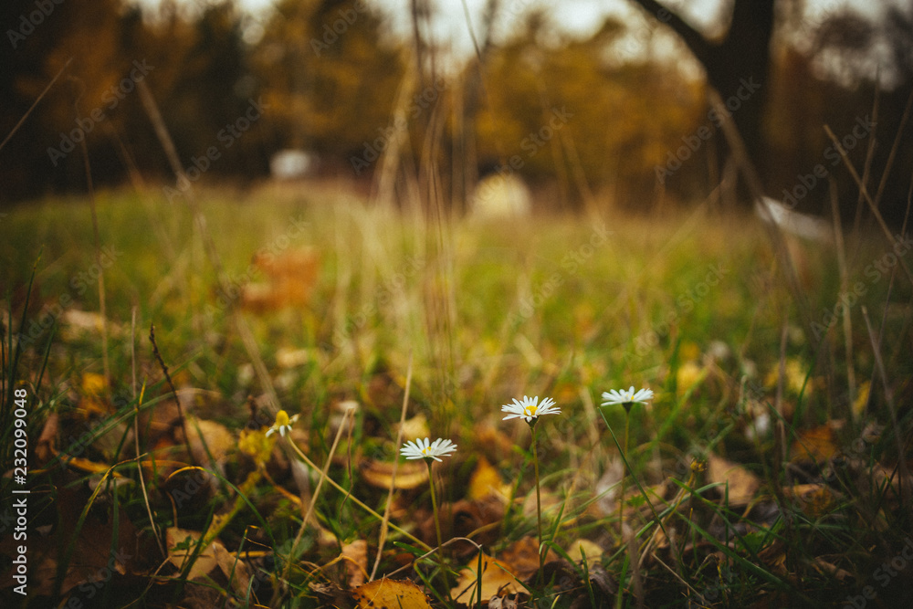 Wall mural two daisies grow alone in a meadow. autumn.