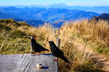 Apendohle am Hochgrat