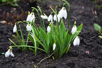 snowdrops in the garden