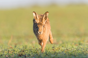 Brown Hare