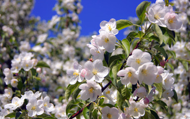 Apple-tree in flowers.