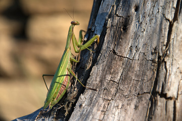 Mantis religiosa. Religious mantis on wood. Sunny day.
