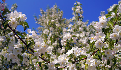 Apple-tree in flowers.