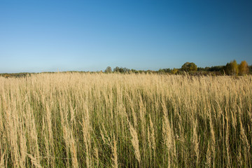 Grass on a wild dry meadow and blue sky
