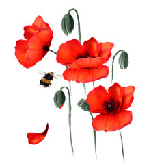 Beautiful red poppies and flying bumblebee. Hand drawn watercolor - 232099465