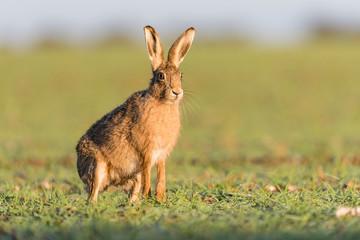 Brown Hare