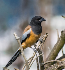 Beautiful Bird on Branch