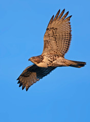 Red-tailed hawk (Buteo jamaicensis) in flight isolated against a blue sky in Canada