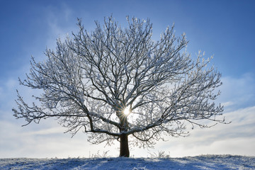 Germany, frost-covered tree in winter