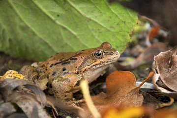 Rana temporaria. Frog frog in the fallen leaves. The sun shines.