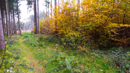 Beautiful autumn landscape with trees, green and yellow. Colorful foliage in the forest.
