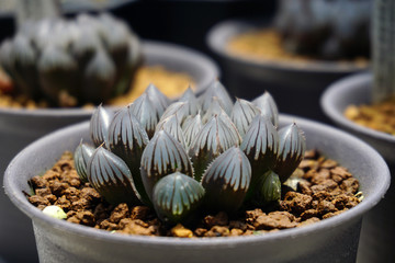 Close up Haworthia in pot , succulent plant