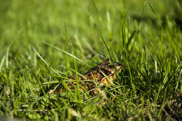 Rana temporaria, Frog jumping brown in the grass. The sun shines.