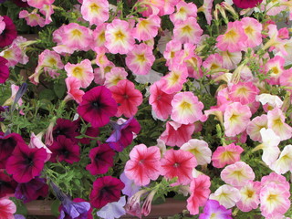 flower. Flowers. Цветы. Цветочки.