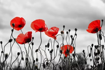 Peel and stick wall murals Poppy Guts beautiful poppies on black and white background 