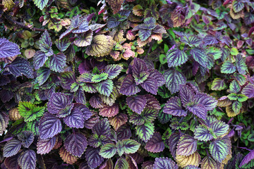 colorful coleus leaves background