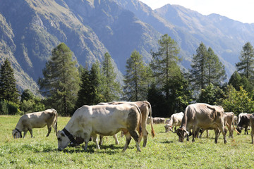 Naklejka premium A herd of white, grey and brown cows with cowbells grazing in a green pasture during a sunny summer in Val d'Otro valley, in the Alps mountains, Italy