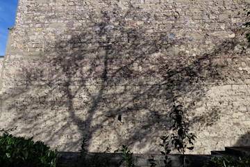 ombre d'un arbre sur mur de pierres blanches