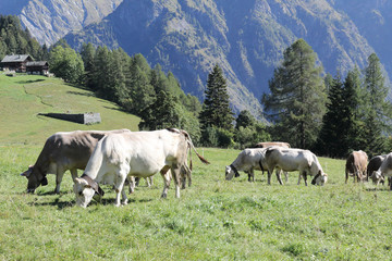 Fototapeta na wymiar A herd of white, grey and brown cows with cowbells grazing in a green pasture during a sunny summer in Val d'Otro valley, in the Alps mountains, Italy