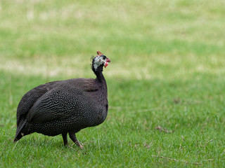 Helmeted guineafowl, big grey bird with white spot, walking and foraging in green grass looking for food in the ground