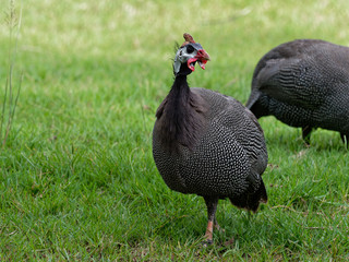 Helmeted guineafowl, big grey bird with white spot, walking and foraging in green grass with its flock looking for food in the ground