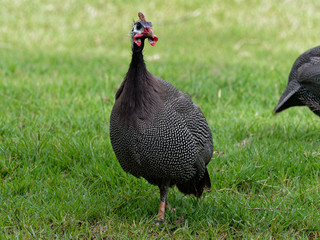 Helmeted guineafowl, big grey bird with white spot, walking and foraging in green grass with its flock looking for food in the ground