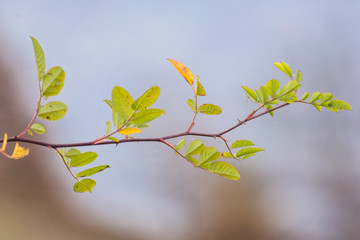Magic nature of Autumn colors 