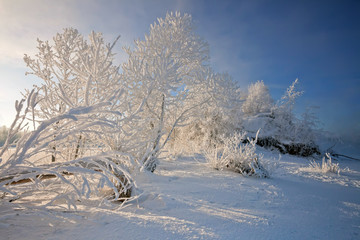 Trees are covered with frosty hoarfrost against the background of the blue sky.