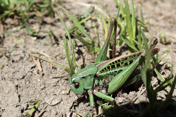 A green and black grasshopper camouflaging itself in the grass over the ground, shot from front side, during a sunny day in summer