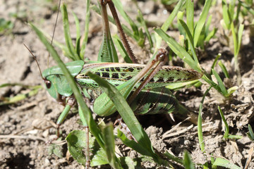 A green and black grasshopper camouflaging itself in the grass over the ground, shot from a side, during a sunny day in summer