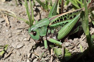 A green and black grasshopper camouflaging itself in the grass over the ground, shot from front side, during a sunny day in summer