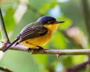 Todirostrum cinereum Bird Yellow and black on branch 