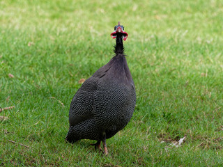Helmeted guineafowl, big grey bird with white spot, walking and foraging in green grass looking for food in the ground
