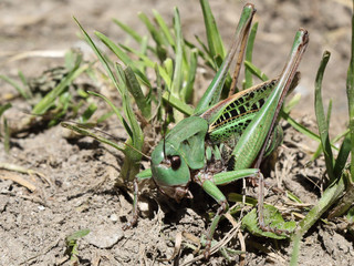 A green and black grasshopper camouflaging itself in the grass over the ground, shot from front side, during a sunny day in summer