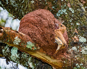 Rufous Hornero brazilian bird - Joao-de-barro brazilian bird on the nest door with insects in the beak
