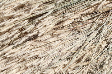 A close view of a bundle of yellow wheat spikes and stems drying at the sun during a summer day