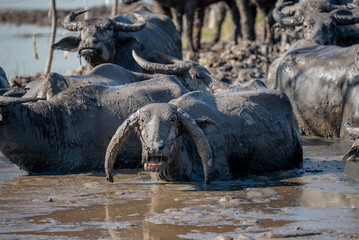 Buffalo in mud. Life' Machine of Farmer. .
