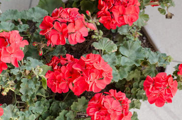 Plant Pelargonuim, in a plastic pot, on the balcony. top view