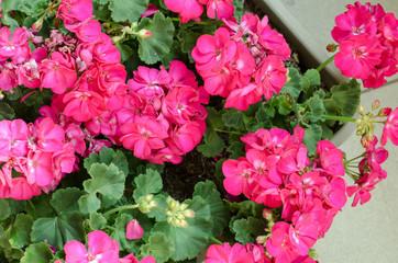 Plant Pelargonuim, in a plastic pot, on the balcony.  Pink pelargonium, top view