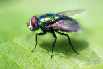 Small, Green Fly