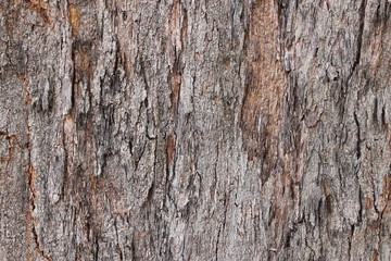 Obraz premium bark of a tree
