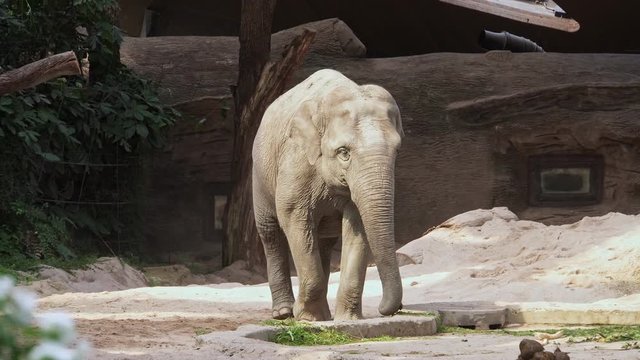 Asian Elephants (Elephas maximus)
