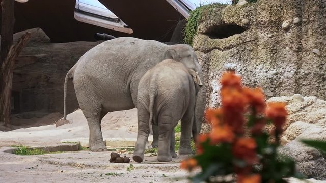 Asian Elephants (Elephas maximus)