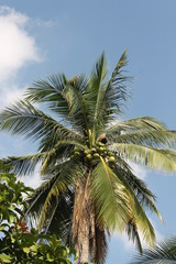 Fototapeta na wymiar palm trees on background of blue sky