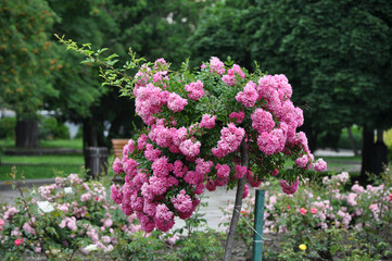 Obraz premium Tilted rose tree in the park