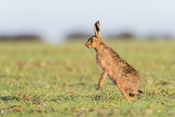 Brown Hare